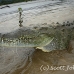 crocodile_american_tar_h_1109_cos2057.jpg